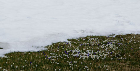Crocus 09petit.jpg