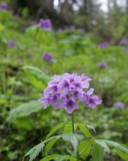 Fleur inconnue 19petit.jpg