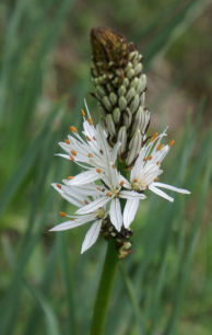 Asphodèle blanc 23petit.jpg