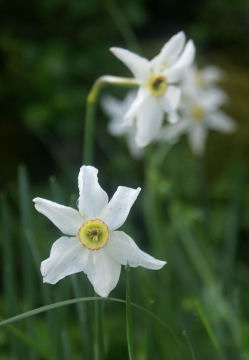 Narcisses 27petit.jpg