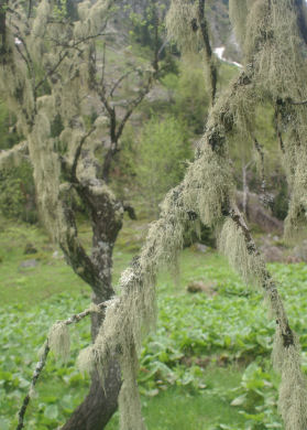 Lichen 37petit.jpg
