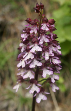 Orchis Purpurea 55petit.jpg