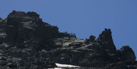 Des chamois nous ont précédés 06petit.jpg