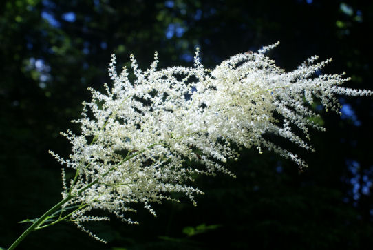 Fleur 17petit.jpg