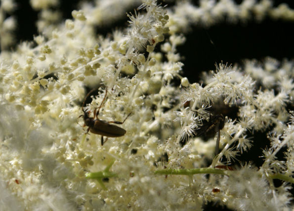 Insecte 18petit.jpg