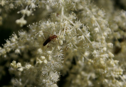 Insecte 19petit.jpg