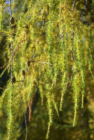 Mélèzes 03petit.jpg