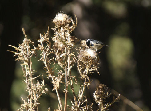 Mésange 06petit.jpg