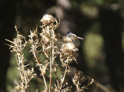 Mésange 07petit.jpg