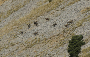 Chamois 08petit.jpg