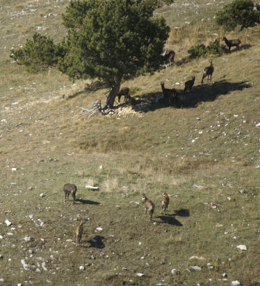 Chamois 13petit.jpg