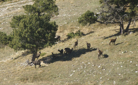Chamois 14petit.jpg