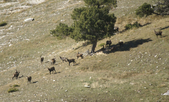 Chamois 15petit.jpg