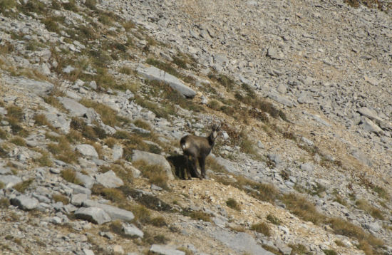 Chamois 16petit.jpg