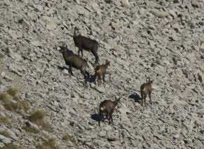 Chamois 17petit.jpg
