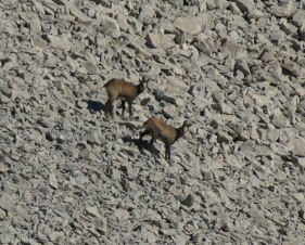 Chamois 18petit.jpg