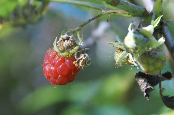 Framboise 05petit.jpg