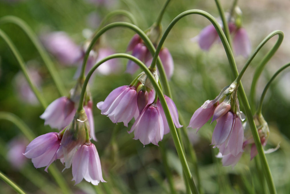 Ail à fleur de narcisse 17petit.jpg