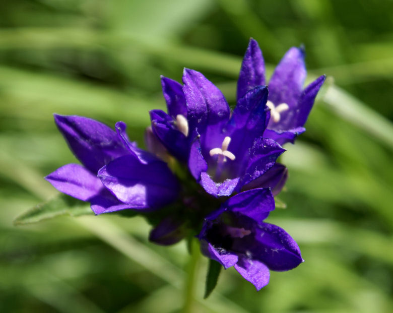 Campanule à fleurs agglomérées 18petit.jpg