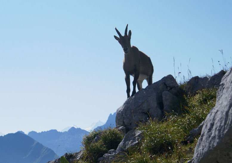 Observatrice 03petit.jpg