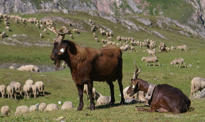 Le bouc 57petit.jpg