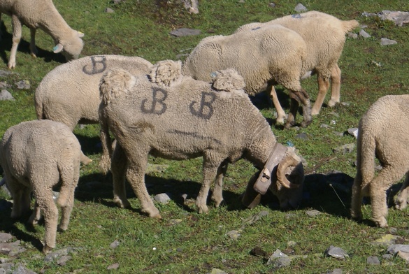 Le bélier 58petit.jpg