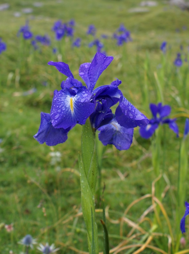 Iris des Pyrénées A04petit.jpg