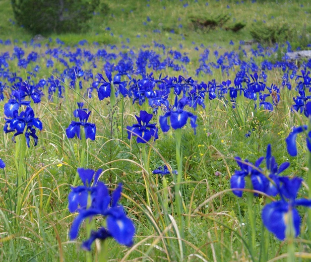 Iris des Pyrénées A05petit.jpg