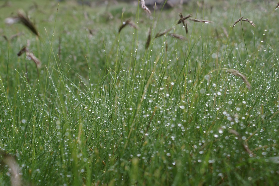 Matin humide B01petit.jpg