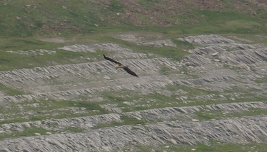 Gypaete barbu C17petit.jpg