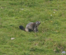 Marmotte C18petit.jpg