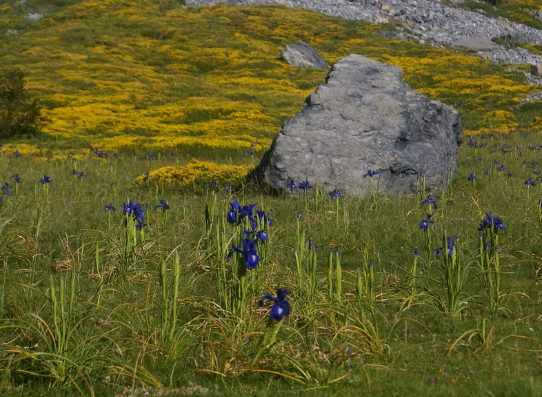 Iris et genêts D03petit.jpg