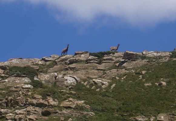 Des isards D16petit.jpg