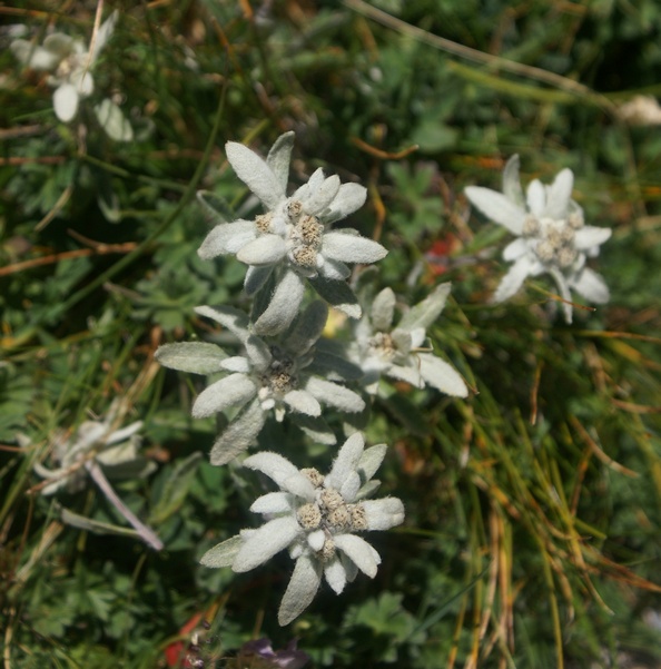 Edelweiss D17petit.jpg