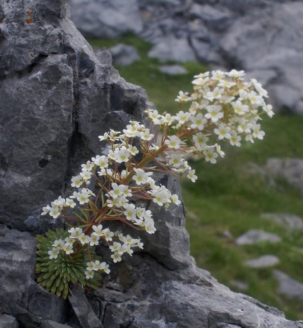 Saxifrage à longues feuilles E03petit.jpg