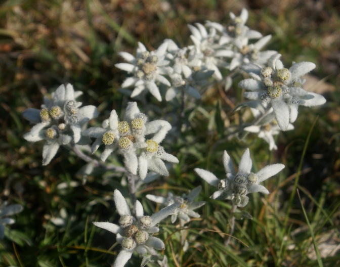 Edelweiss E04petit.jpg