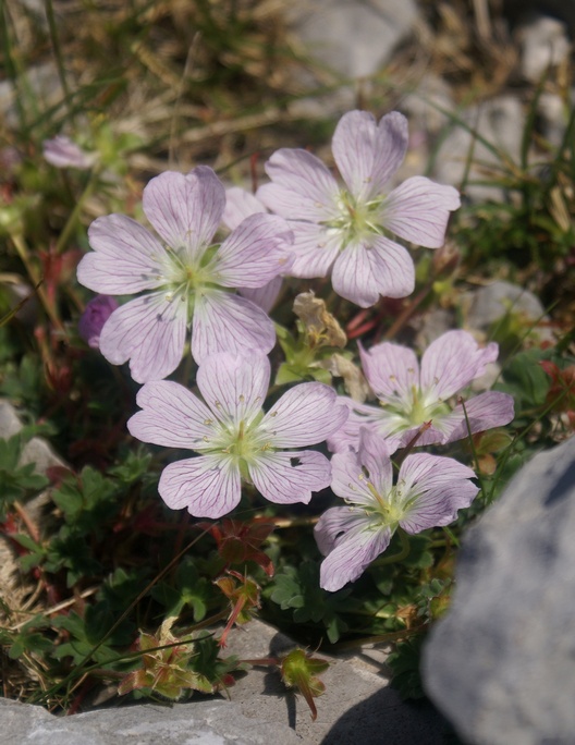 Oeillet E05petit.jpg