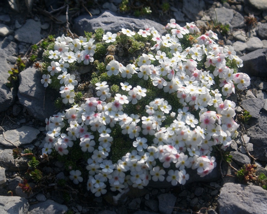 Androsaces des Alpes E06petit.jpg