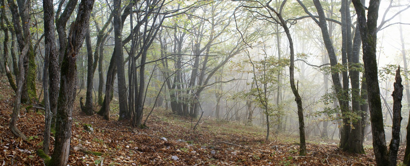 Ambiance automnale 02petit.jpg