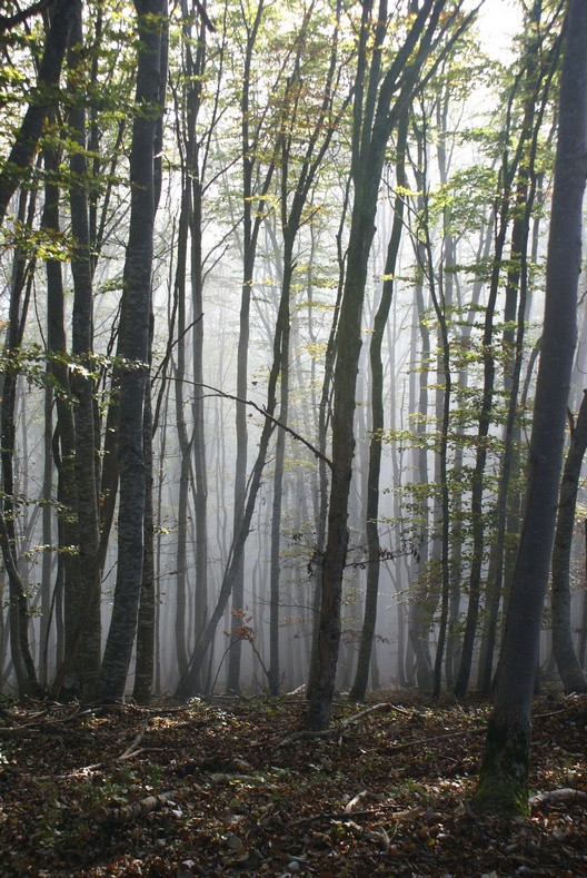 Ambiance automnale 03petit.jpg