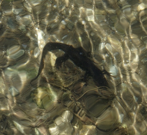 Triton Alpestre 03petit.jpg