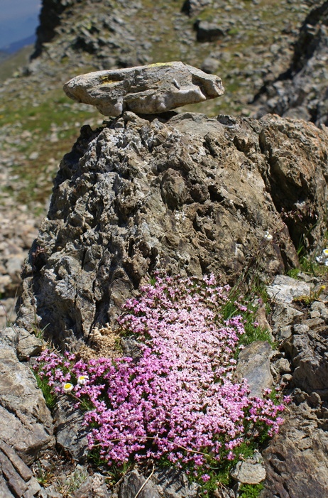Silène des glaciers 12petit.jpg
