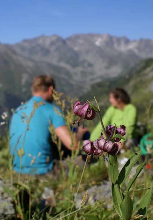 Lys Martagon 18petit.jpg