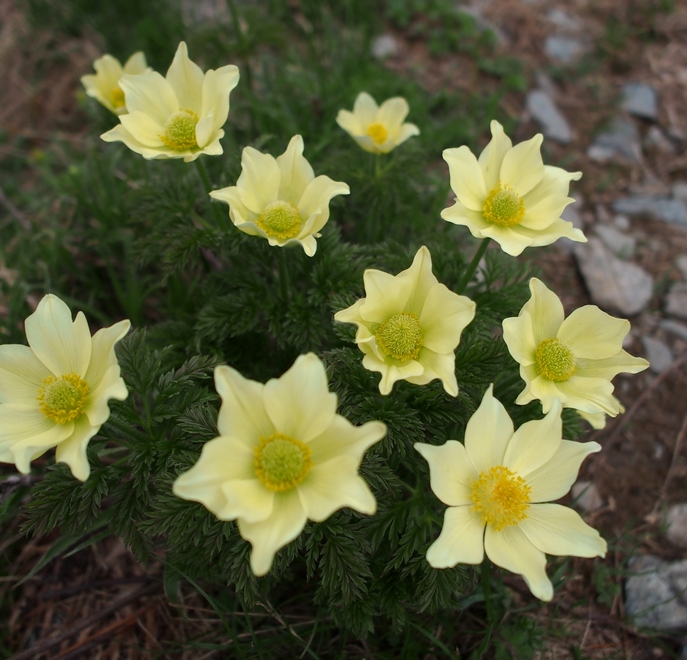 Pulsatille des Alpes 06petit.jpg