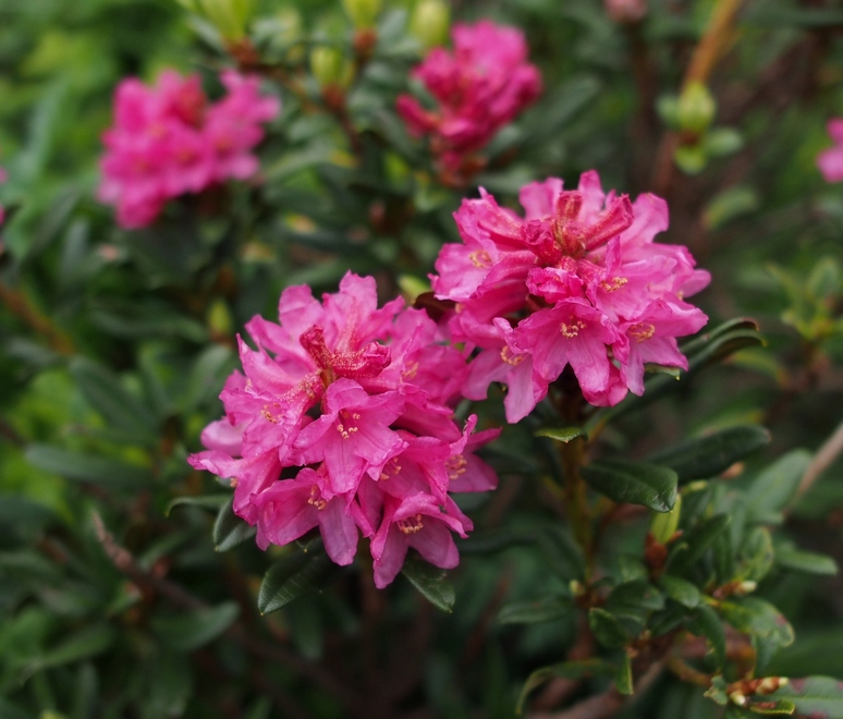 Rhododendrons 12petit.jpg