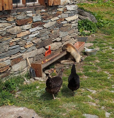 Une marmotte qui vole les poules ! 33petit.jpg