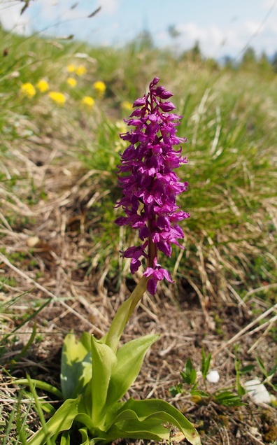 Orchis Mascula ? 08petit.jpg