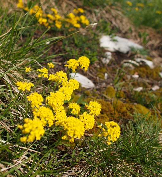 Plante inconnue 09petit.jpg
