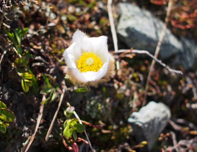 Pulsatille de printemps 10petit.jpg