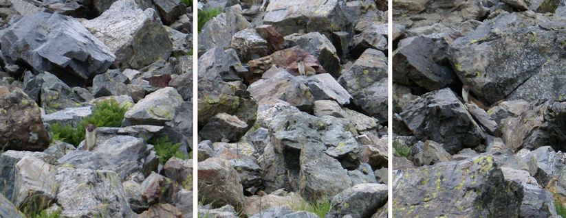Une hermine qui joue à cache-cache 113petit.jpg